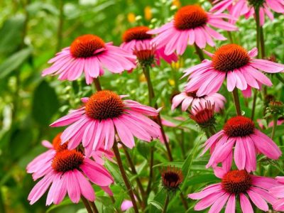 ルドベキア栽培のコツ【松笠菊/マツカサギク/Rudbeckia/ coneflowers】