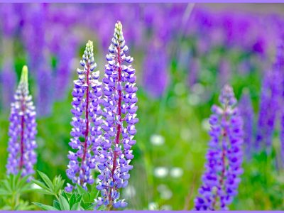 ルピナス育て方のポイントは？「葉団扇豆（ハウチワマメ）」/Lupine」