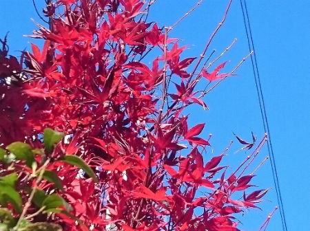 日本の 紅葉 モミジ が世界一美しい お庭から始まる豊かなグリーンライフ 庭サポ