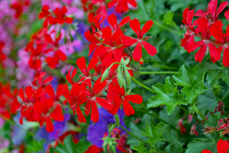 geraniums-200574_1920