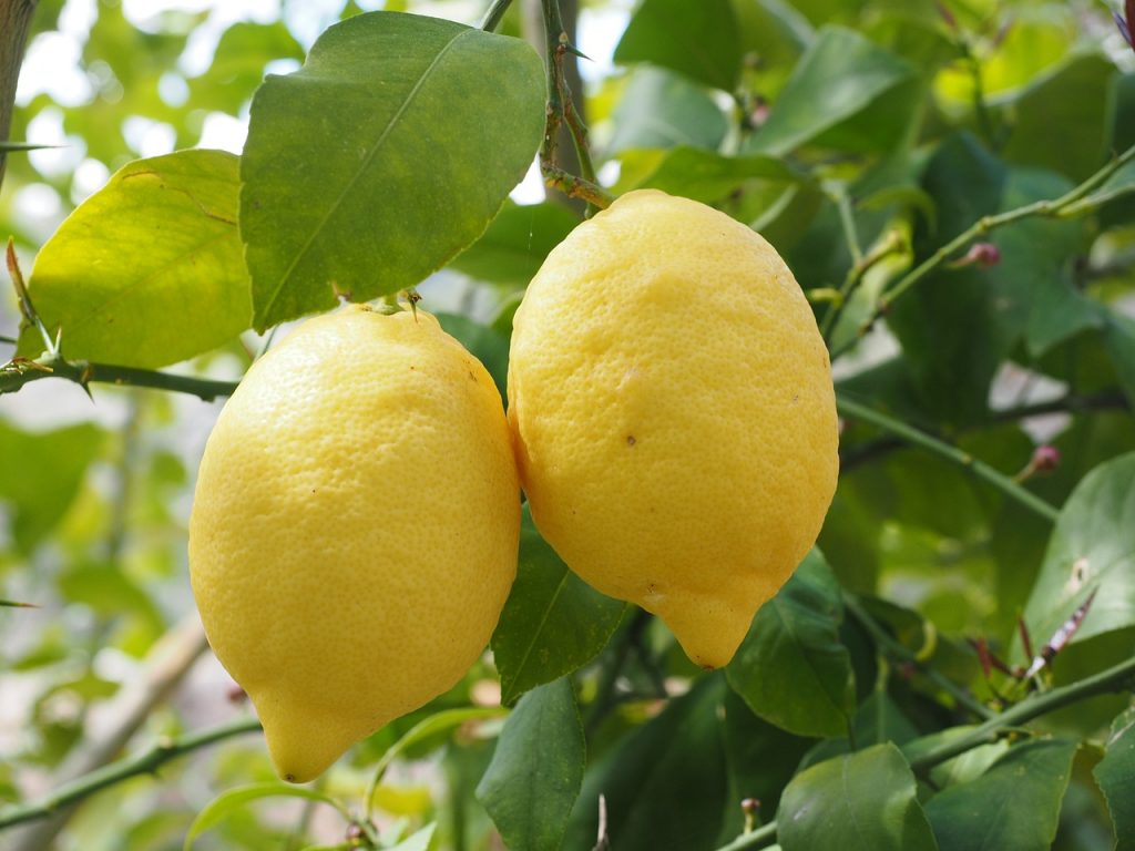 せいかつ緑化計画 魅力的な果樹 レモン クイック ガーデニングの 庭サポ