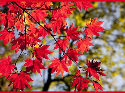 もみじの剪定時期や剪定方法「育て方ガイド」紅葉