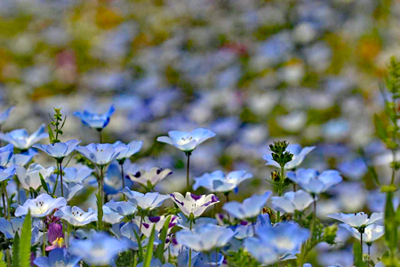 nemophila-g57e4b8e99_1280