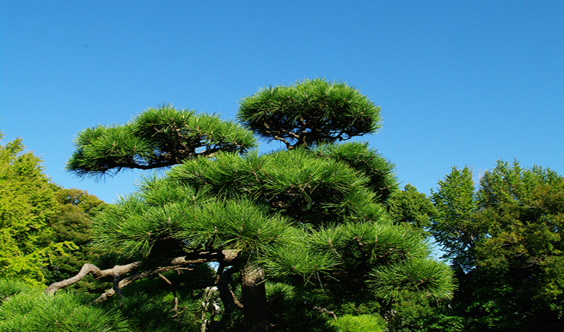 日本の風景 松 を守ろう クイック ガーデニングの 庭サポ