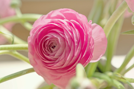 ラナンキュラス（ranunculus/花金鳳花）」豪華な美しさが魅力的な花 