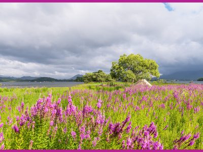 ミソハギの育て方をご紹介「禊萩/Purple Loosestrife」