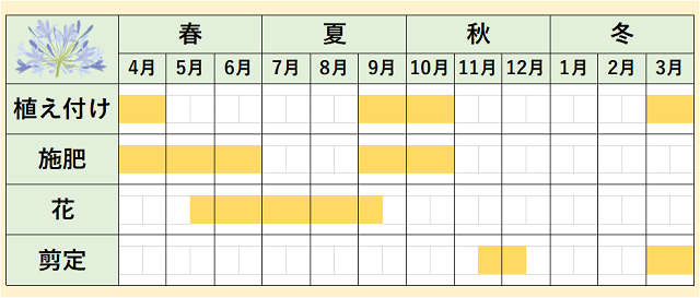 アガパンサス