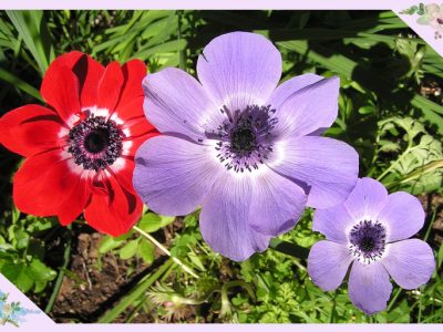 アネモネ（anemone/ボタンイチゲ（牡丹一華）、ハナイチゲ（花一華）、ベニバナオキナグサ（紅花翁草）/春の訪れを知らせてくれる花