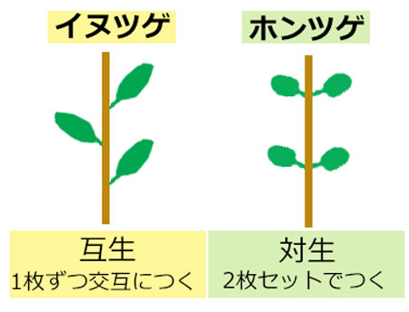 イヌツゲ・ホンツゲ