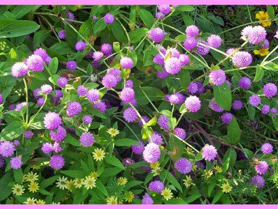 初心者でもセンニチコウ育て成功「千日紅/Globe amaranth」