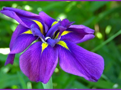 初心者向けハナショウブの栽培方法「花菖蒲/Japanese Iris」