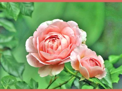 ブッシュ･ローズ「木立ち性のの薔薇/Bush Rose 」