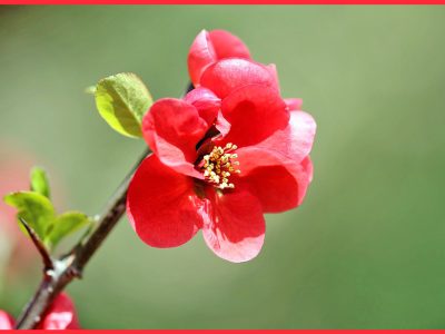 初心者でも簡単にボケを育てる方法「木瓜/Japanese quince（flowering quince）」