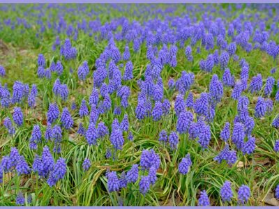 「ムスカリ（muscari/グレープヒヤシンス）」生命力の強い球根植物