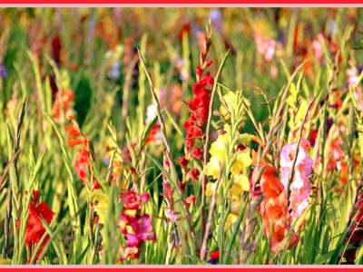 「グラジオラス （gladiolus/トウショウブ（唐菖蒲）、オランダショウブ（阿蘭陀菖蒲）」古代ギリシア・ローマ時代から愛されてきた花