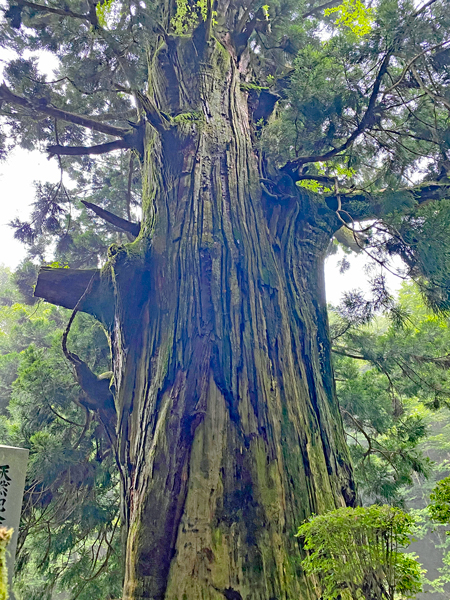 修正済み笹子峠の矢立の杉