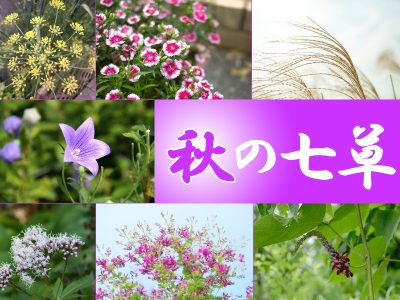 知っている？見て楽しむ「秋の七草」