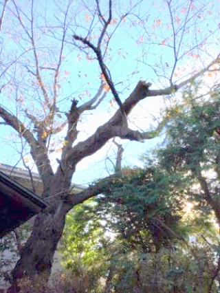 東京都杉並区 剪定 桜 サクラ さわら 庭木のお手入れ 庭木の剪定 伐採なら親切丁寧な植木屋革命クイック ガーデニング