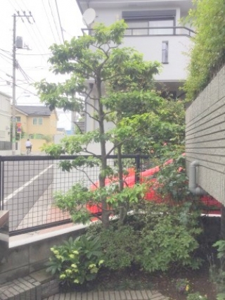 東京都杉並区 剪定 ソヨゴ 庭木のお手入れ 庭木の剪定 伐採なら親切丁寧な植木屋革命クイック ガーデニング