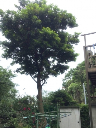 神奈川県鎌倉市 剪定 庭木のお手入れ 庭木の剪定 伐採なら親切丁寧な植木屋革命クイック ガーデニング
