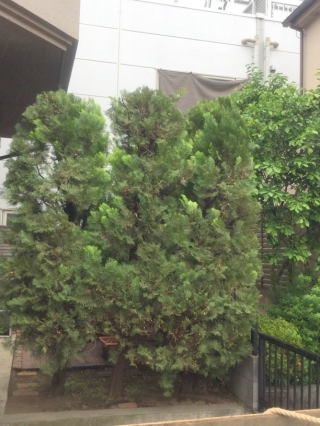 東京都練馬区 剪定 エレガンテシマ 庭木のお手入れ 庭木の剪定 伐採なら親切丁寧な植木屋革命クイック ガーデニング