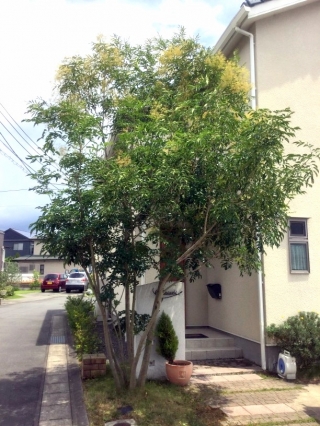 静岡県富士市 剪定 シマトネリコ 庭木のお手入れ 庭木の剪定 伐採なら親切丁寧な植木屋革命クイック ガーデニング