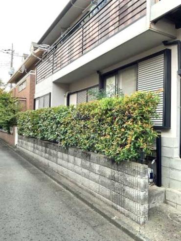 剪定、伐採After