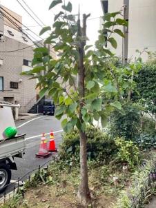 剪定