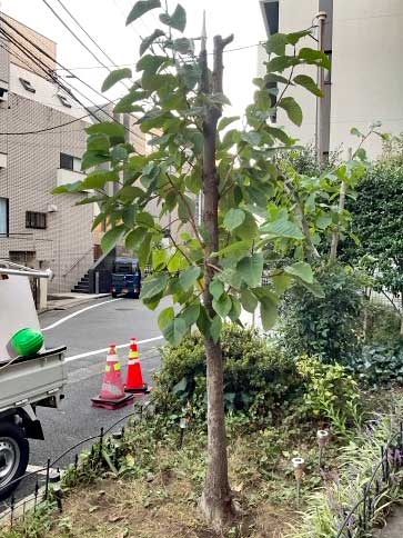 剪定After