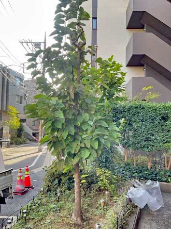 剪定Before