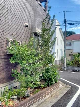 剪定Before