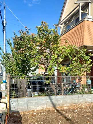 伐採After