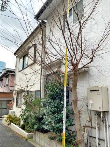 剪定、伐採Before
