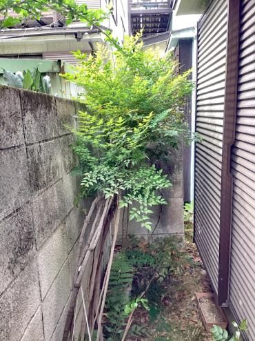 伐採Before