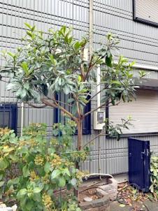 剪定