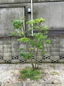 剪定、消毒