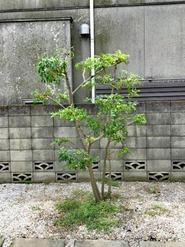 剪定、消毒After