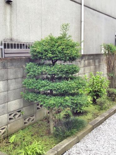 剪定、消毒Before
