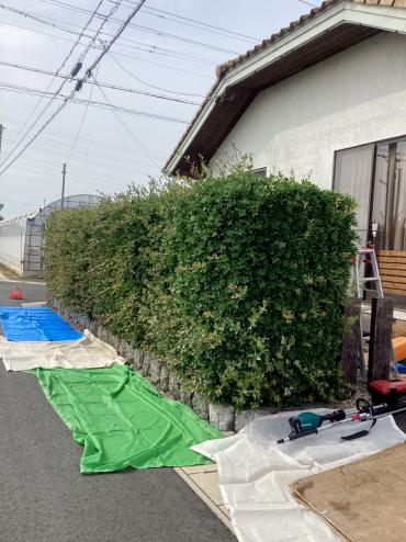 剪定