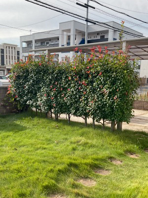 生垣のお手入れ、除草・草むしりBefore