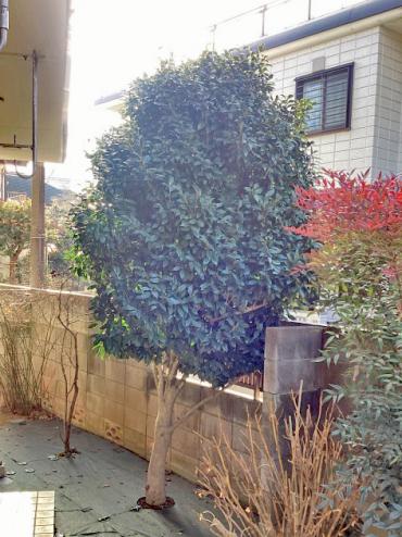 剪定、伐採Before