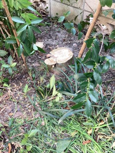 剪定、伐採After