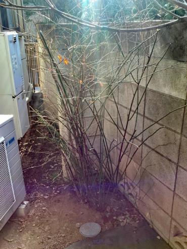 剪定、伐採Before