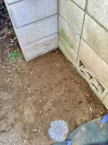 剪定、伐採After