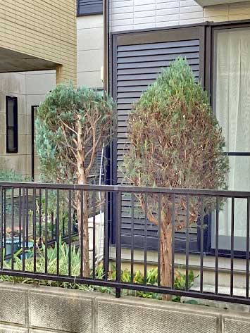 剪定、伐採After