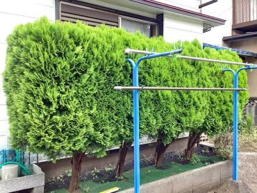 除草、生垣、伐採Before