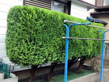 除草、生垣、伐採After