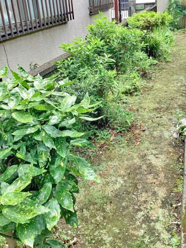 除草、生垣、伐採Before