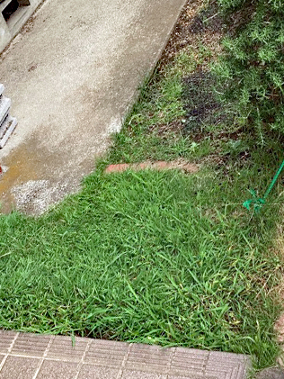 伐採、除草、芝刈りBefore