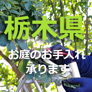 栃木県の植木屋｜剪定・伐採・お庭のお手入れは植木屋革命